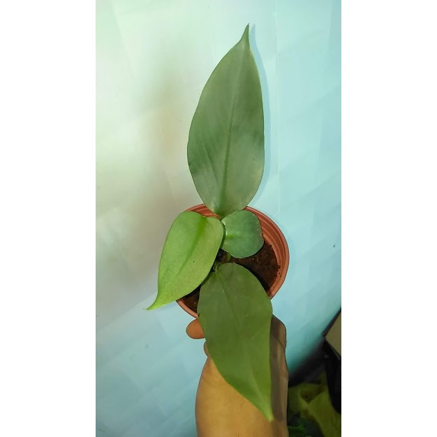 Trầu bà kiếm bạc