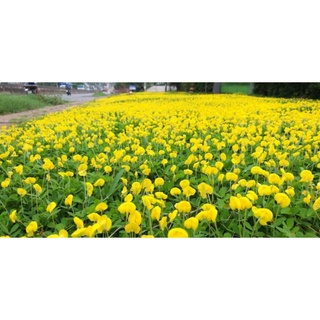 Hạt cỏ thảm lạc dại - gói 100g