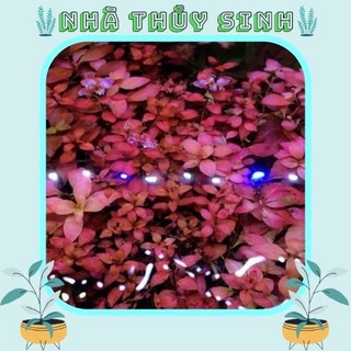 Combo 6 loại cây Thủy Sinh dễ trồng