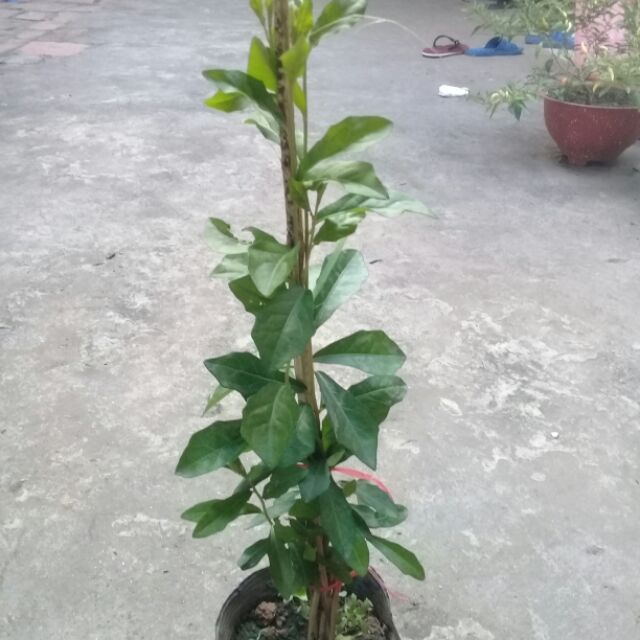 Combo 4 bầu cúc tần ấn độ