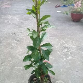 Combo 4 bầu cúc tần ấn độ
