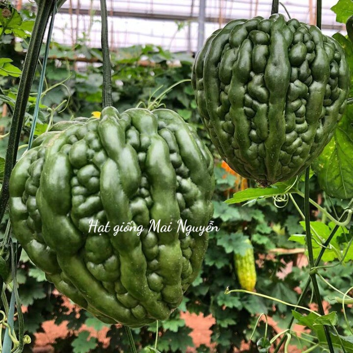 Hạt Giống Khổ Qua Trái Tim/ Mướp Đắng Trái Tim  - Dinh Dưỡng, Năng Suất Cao - MUA 3 TẶNG 1 CÙNG LOẠI