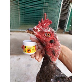 Thuốc trị mốc cho gà chọi gà đá ưu việt