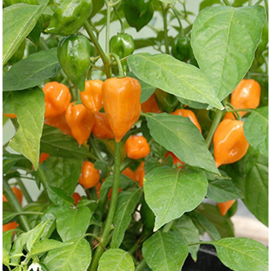 [Hạt giống Mỹ] Hạt giống ớt siêu cay Mỹ Habanero màu cam - tỷ lệ nảy mầm 90%