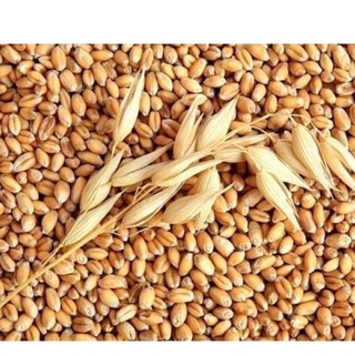 500GRAM HẠT GIỐNG CỎ LÚA MỲ (LÚA MẠCH)