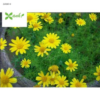 50H - HẠT GIỐNG CÚC SAO BĂNG