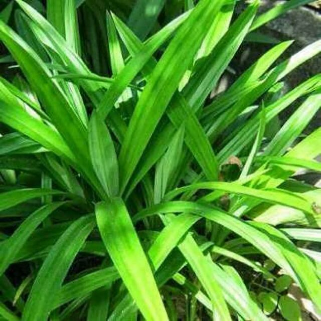 Cây lá nếp..cây đã ổn định bầu ............