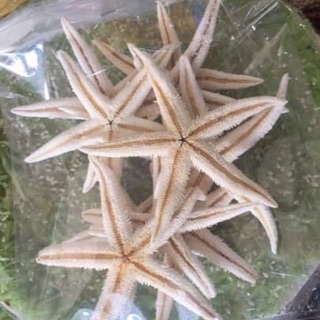 Combo 1kg sao biển Nha Trang