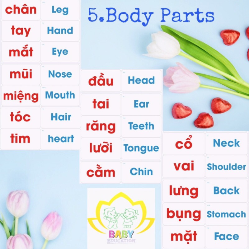 Flashcard glenn doman thẻ chữ song ngữ chuẩn Ivory 350 BABY EDUCATION