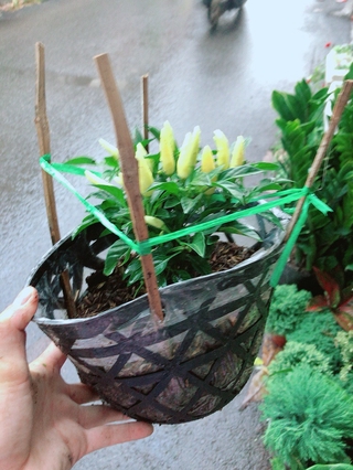 Bụi Ớt Vàng