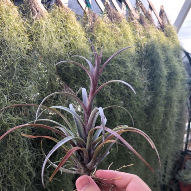 Cây không khí Tillandsia capitata var domingensis(lá đỏ)