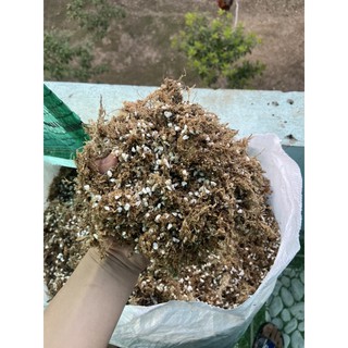 dớn trắng mix đá perlite - giá thể cây bắt mồi ( sử dụng được vừa cho 3 chậu 7x7)