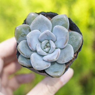 Sen đá đá xanh 5-7cm - Vườn sen đá
