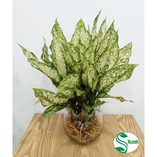 ngọc ngân thủy sinh