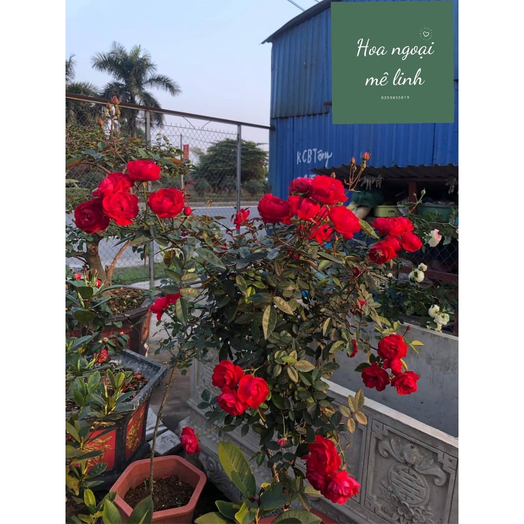Hoa hồng trứng đỏ SIÊU HOA - dễ chăm sóc, hoa quanh năm - Hoangoaimelinh