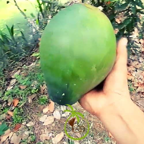 Giống CÂY DỪA XIÊM LỤC - tại Bến Tre | 18 Tháng Cho Trái - 2 Mo Nang - Trái Màu Xanh Lục [Xuất Khẩu NB, US, EU