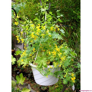 Hạt giống hoa phượng hoàng ( hoa cánh phượng ) 5 hạt (TẶNG gói kích thích hạt nảy mầm)