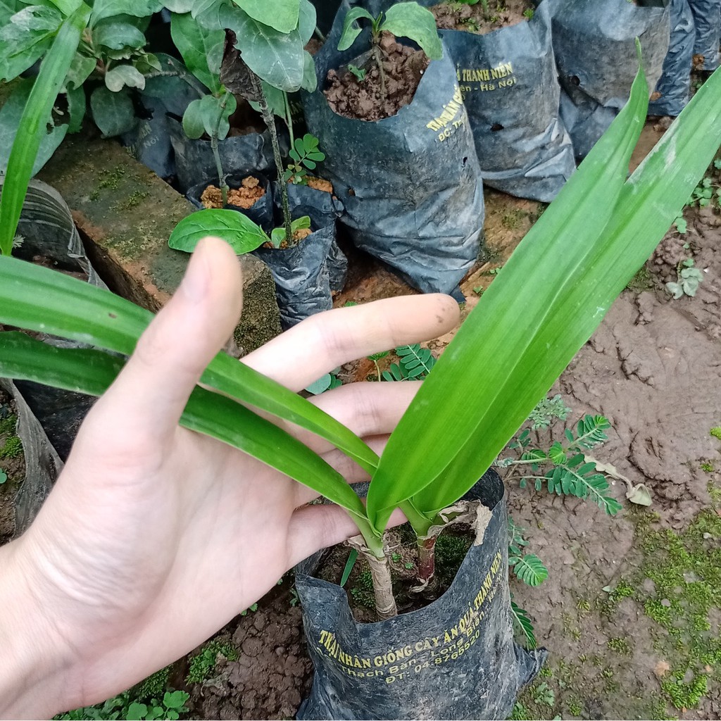 🌿 Bầu giống trinh nữ hoàng cung chuẩn 🎁 MUA 3 TẶNG 1 🎁Hàng bảo hành chuẩn giống