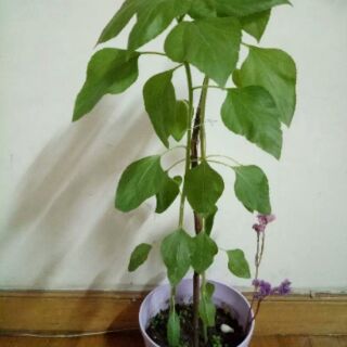 Set trồng cây DIY