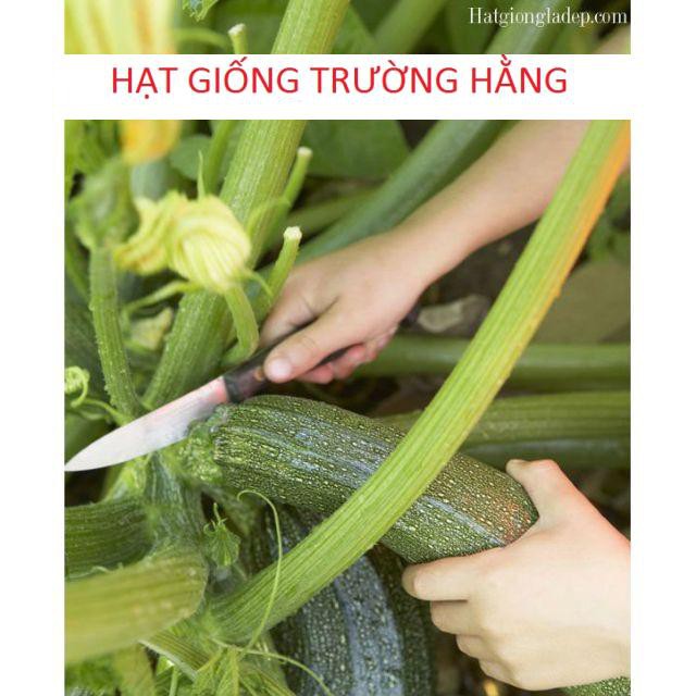 Hạt Giống Bí Ngòi Xanh F1 - 10 hạt