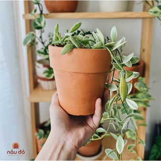 Chậu đất nung trồng cây ly gờ size 13 cm
