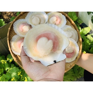 Giá sỉ 1kg Sò điệp Nhật Nửa mảnh