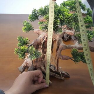 Lũa bon sai (37-29-20cm)