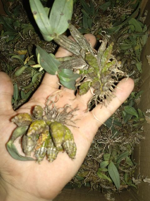 Hoa lan Bạch Hỏa Hoàng- lan hiếm, như hình cuối