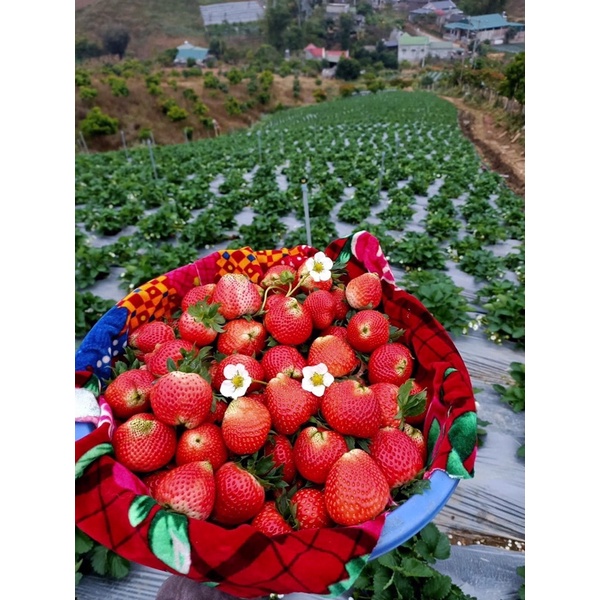 Dâu Tây Hana Mộc Châu Hộp 500g - Dâu Tây Ngon