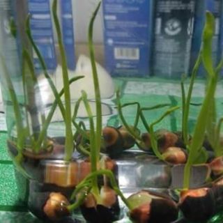 100 HẠT SEN NHẬT MINI ĐỦ MÀU
