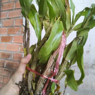 1 bui Lan nhất điểm hoàng
