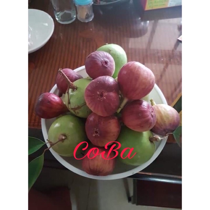 cây giống sung mỹ( sung camy)