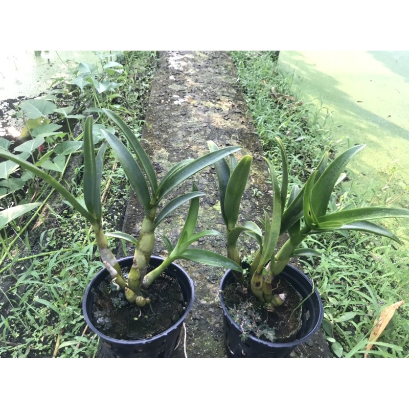 Banana đột biến 3 lưỡi