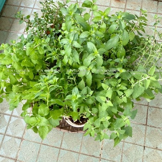 Combo 10 Loại Bạc Hà JUN GARDEN Dễ Chăm Sóc