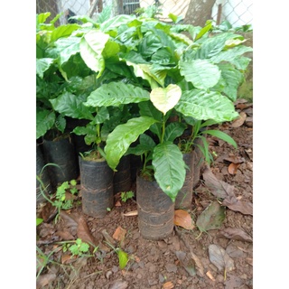cây giống cà phê