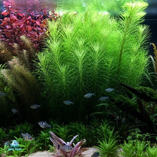 LIỄU BÔNG lá cạn 20k/10 ngọn - Cây Thuỷ Sinh cắt cắm