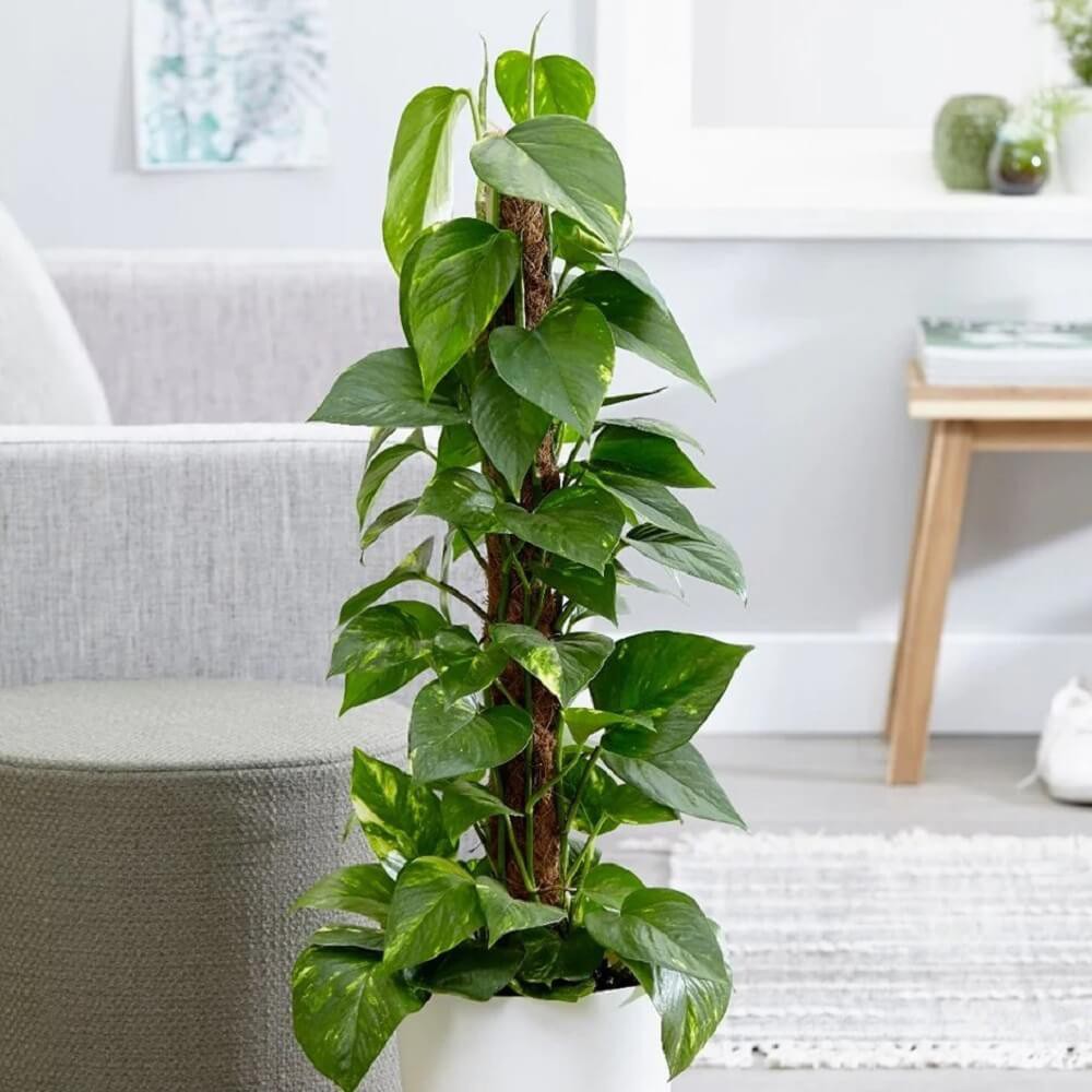 Chậu treo Epipremnum aureum Neon (Trầu Bà Vàng) chậu treo bí ngô