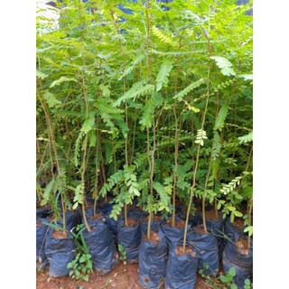 Cây giống bồ kết 05 cây