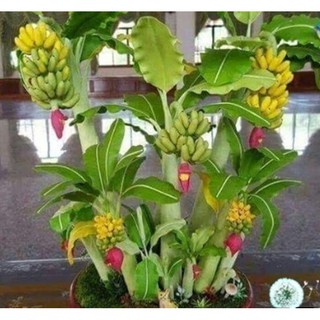 Hạt giống Chuối cảnh - Gói 3 hạt
