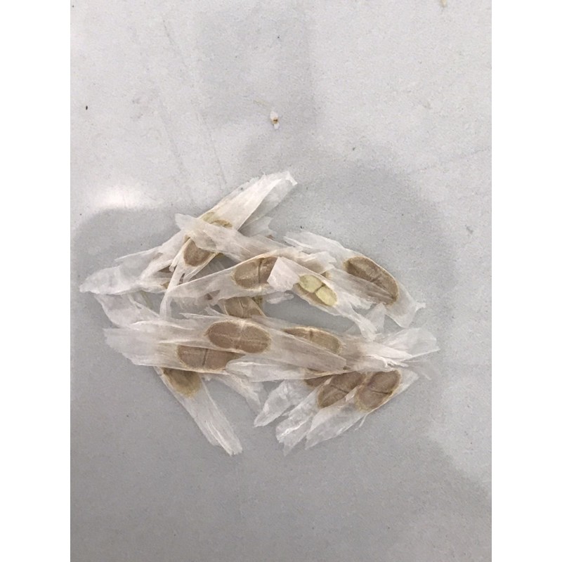 Hạt giống hoa chuông vàng tự thu