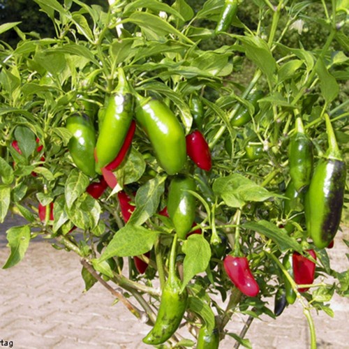 0.01Gr Hạt Giống Ớt Chịu Nhiệt Sai Trái Jalapeno (A2.104| C1*W41)