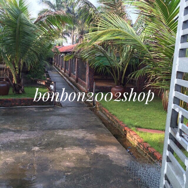 30 lông công loại đẹp 88-100cm mắt to đại | BigBuy360 - bigbuy360.vn