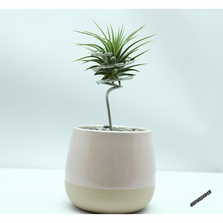 Combo chậu cây không khí (Chậu Hồng size lớn)