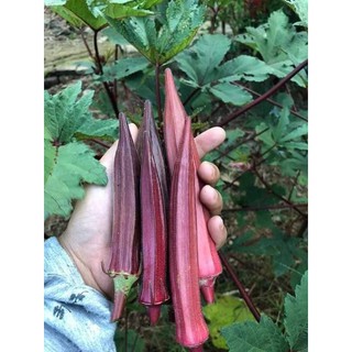 ĐẬU BẮP ĐỎ OKRA THÁI LAN