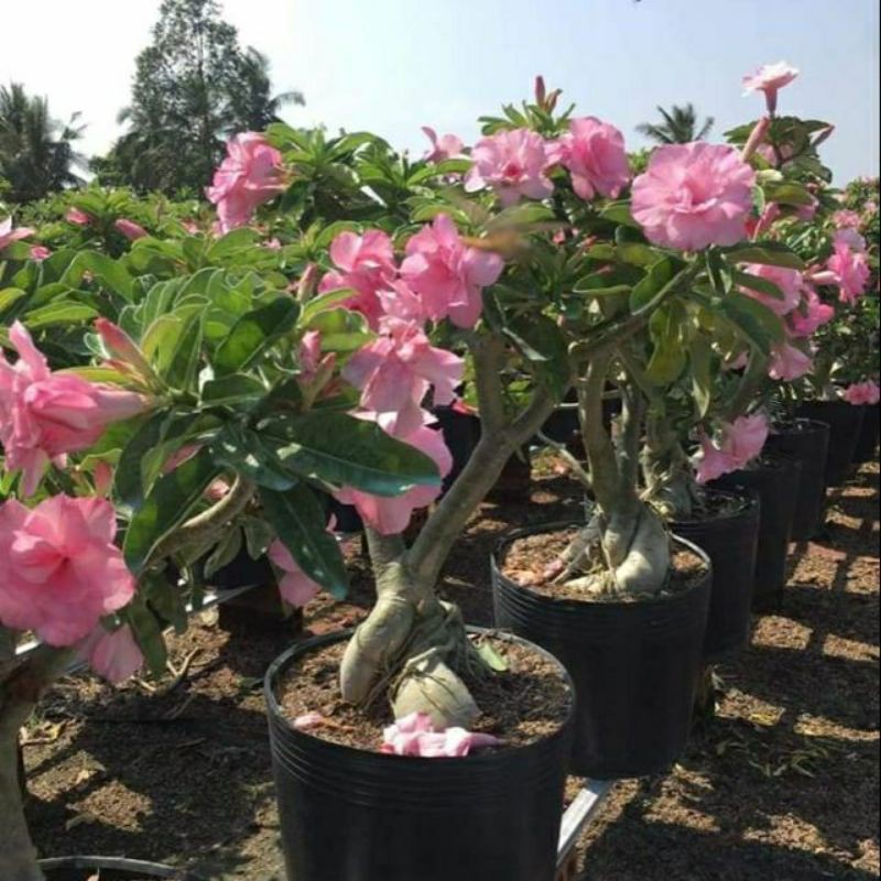 cây sứ kỳ duyên