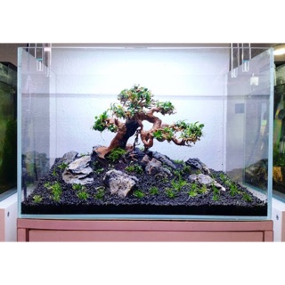 Bonsai Thuỷ Sinh- Thích hợp bể 30-35-40cm