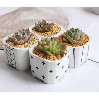 Chậu Sứ Vuông Nhiều Màu Trồng Cây, Hoa Kiểng.