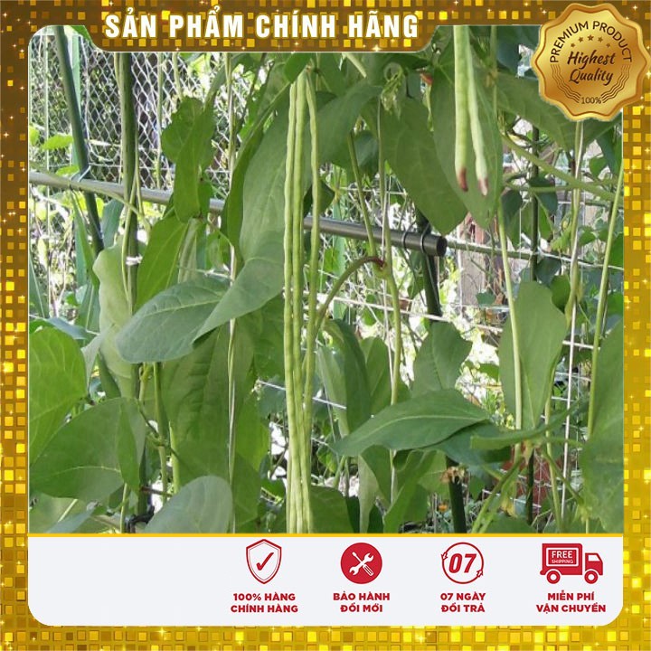 Hạt giống Đậu Đũa 20Gram [Bán Sỉ]