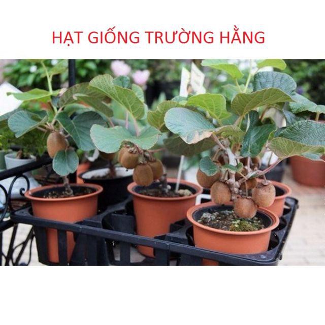 Hạt Giống Kiwi Lùn Giàu Dinh Dưỡng Gói 20 hạt