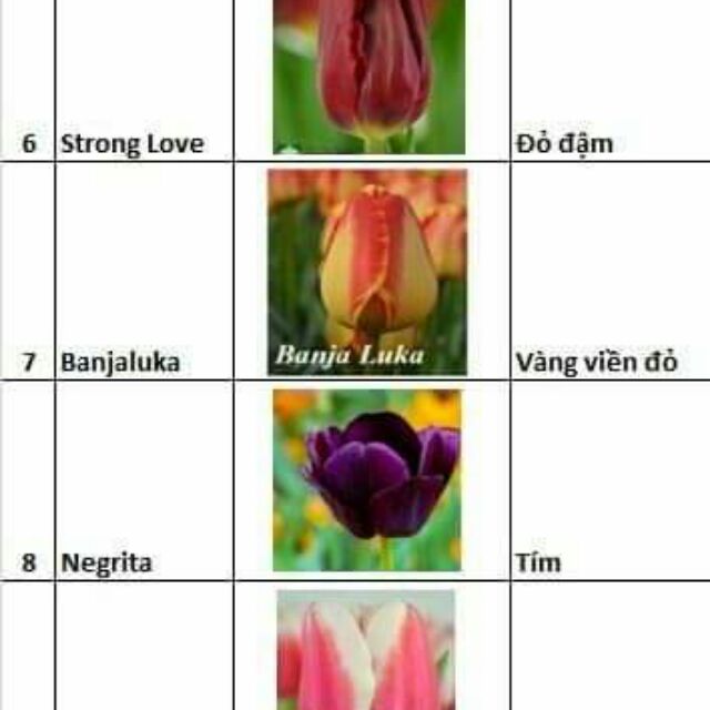 Củ hoa tulip